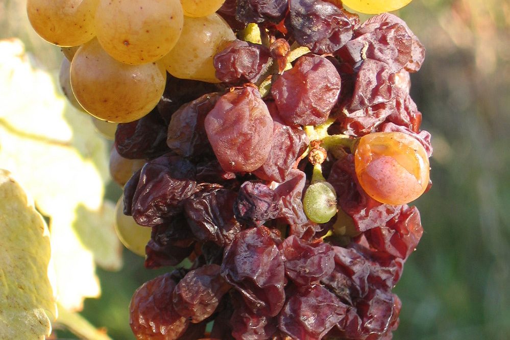 Essencia Royal Tokaji Wine Company Aszu Berries