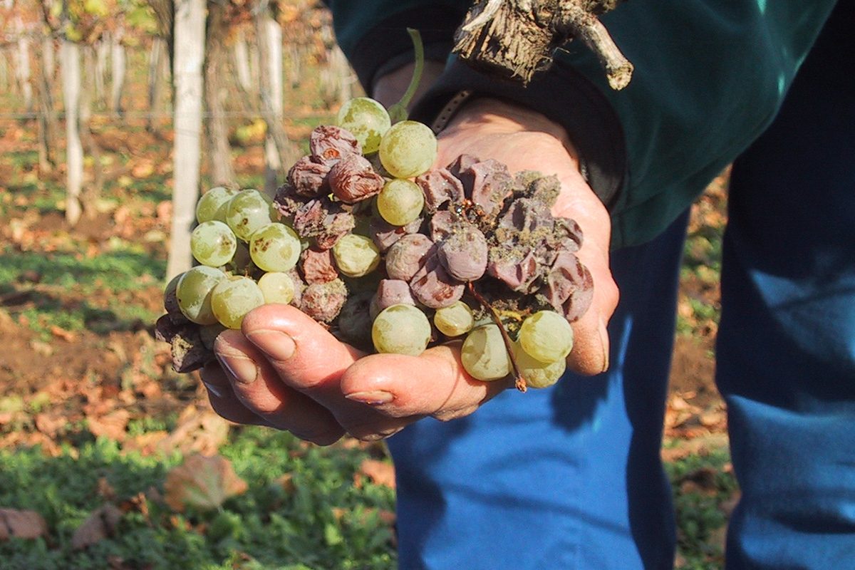 Essencia Royal Tokaji Wine Company Aszu Berries