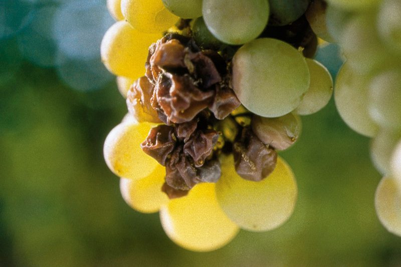 Essencia Royal Tokaji Wine Company Aszu Berries