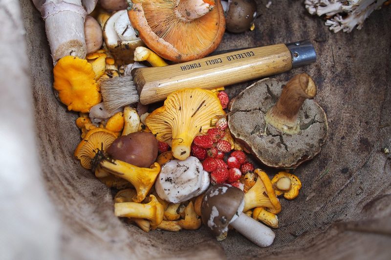 foraging mushrooms basket