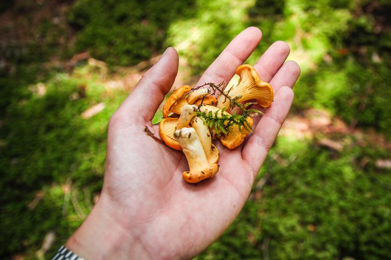 foraging mushrooms hand