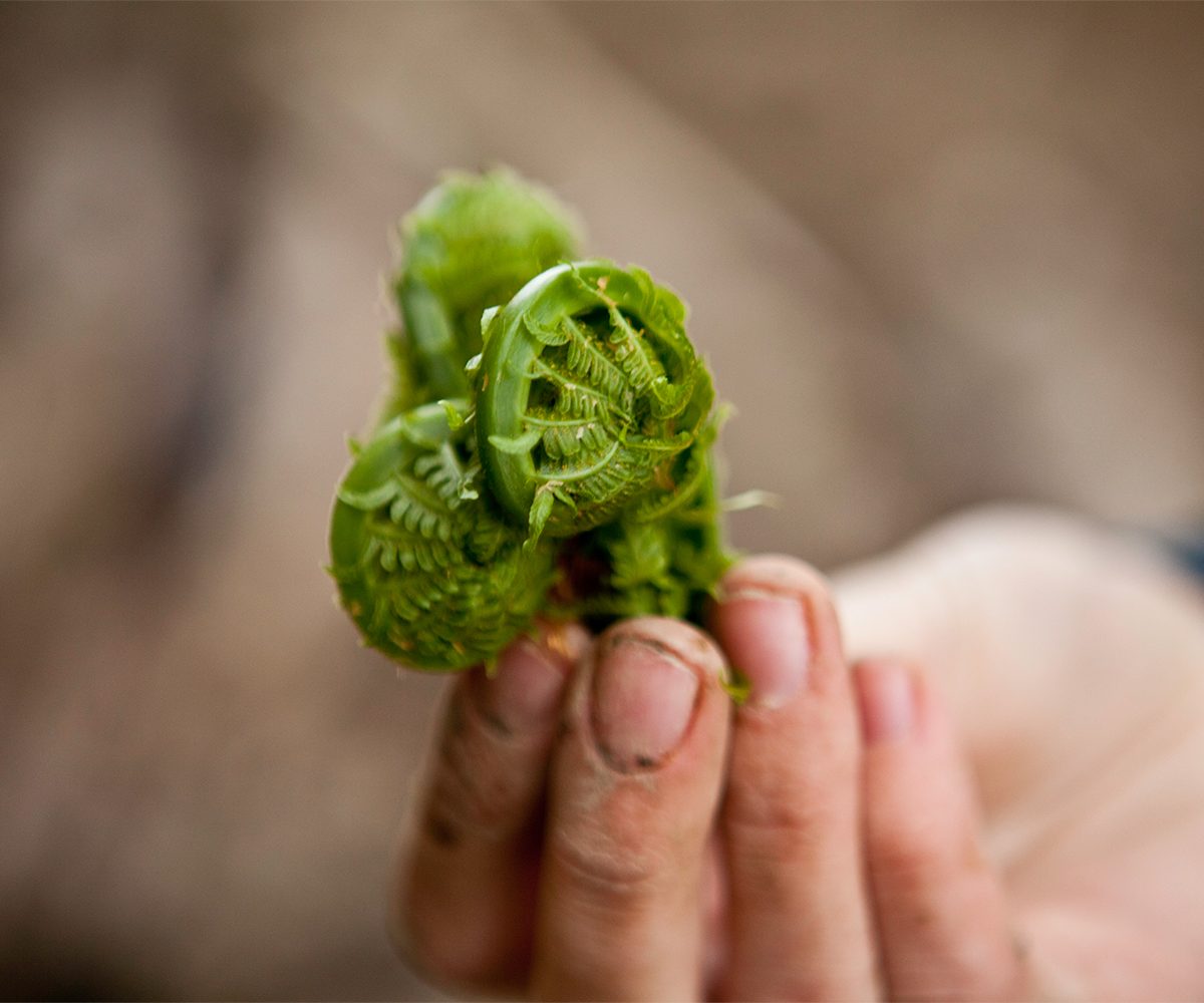 fresh fiddle head