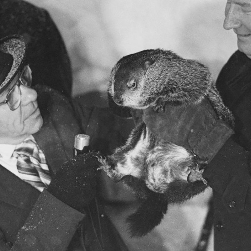 groundhog day Punxsutawney Phil 1985