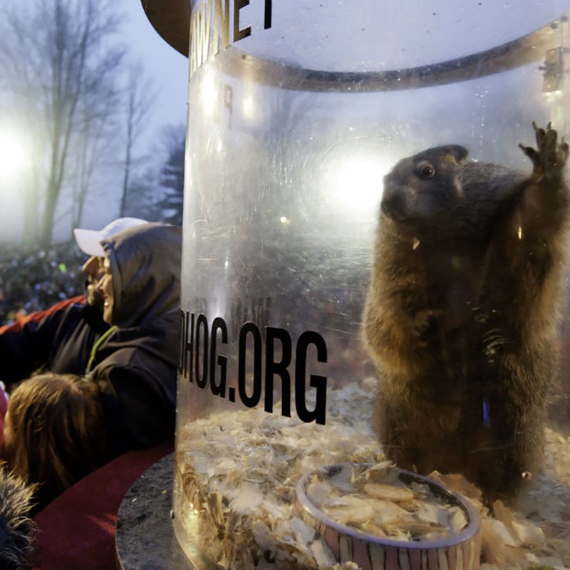 groundhog day Punxsutawney Phil 2014