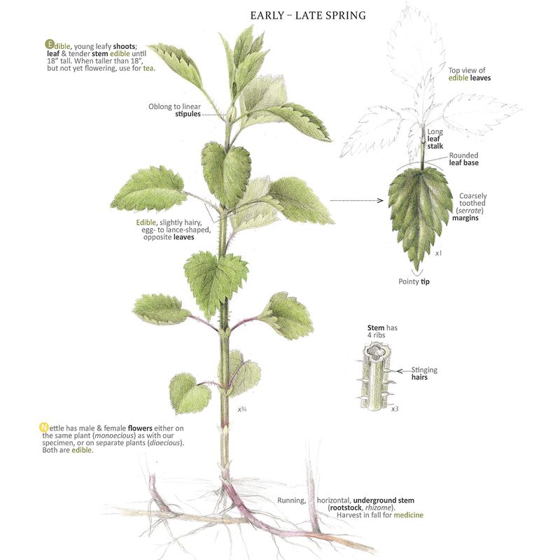foraging tips edible plants nettle urtica diocia 1v4 feasting a field guide to