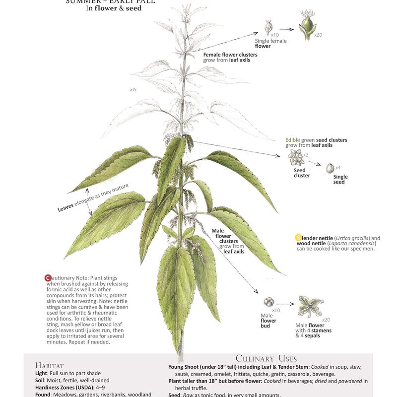foraging tips edible plants nettle urtica diocia 2 feasting a field guide to