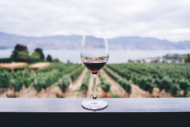 red wine glass vineyard