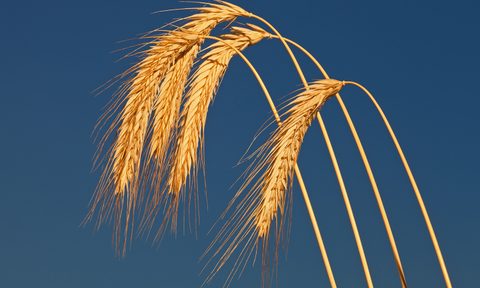 Stalks of rye grain against a dark blue sky.