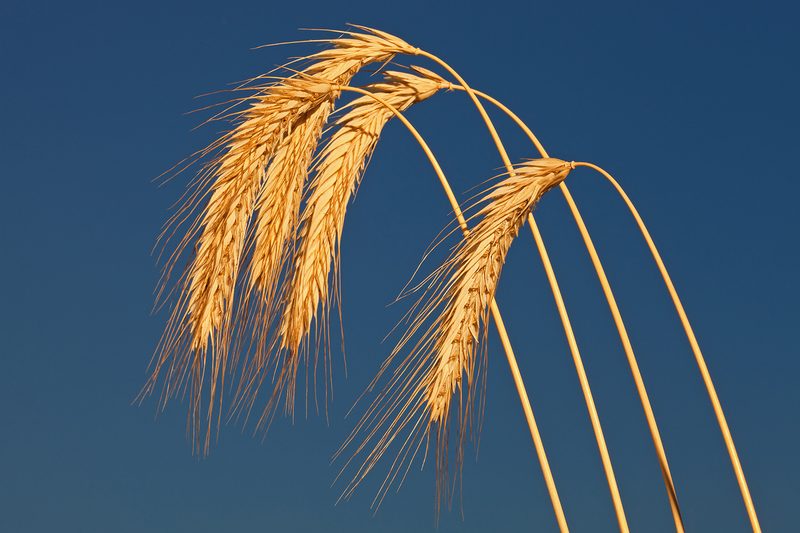 rye grain crop