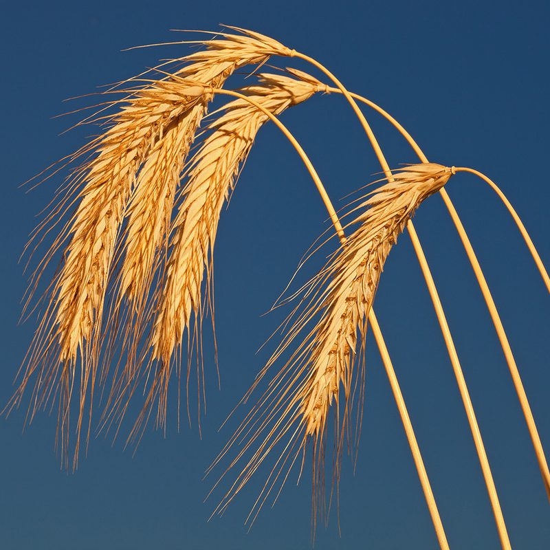 Stalks of rye grain against a dark blue sky.