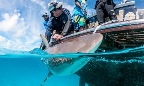 Shark Tagging Adventure