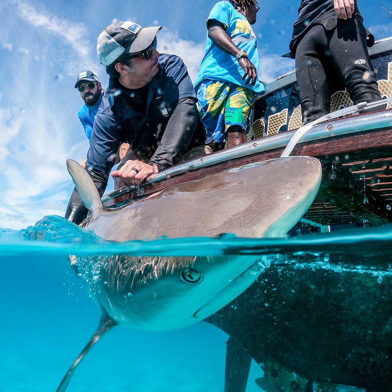 Shark Tagging Adventure