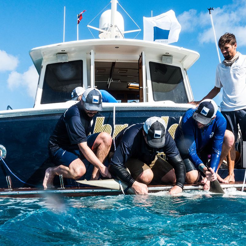 shark tagging adventure bahamas beneath the waves