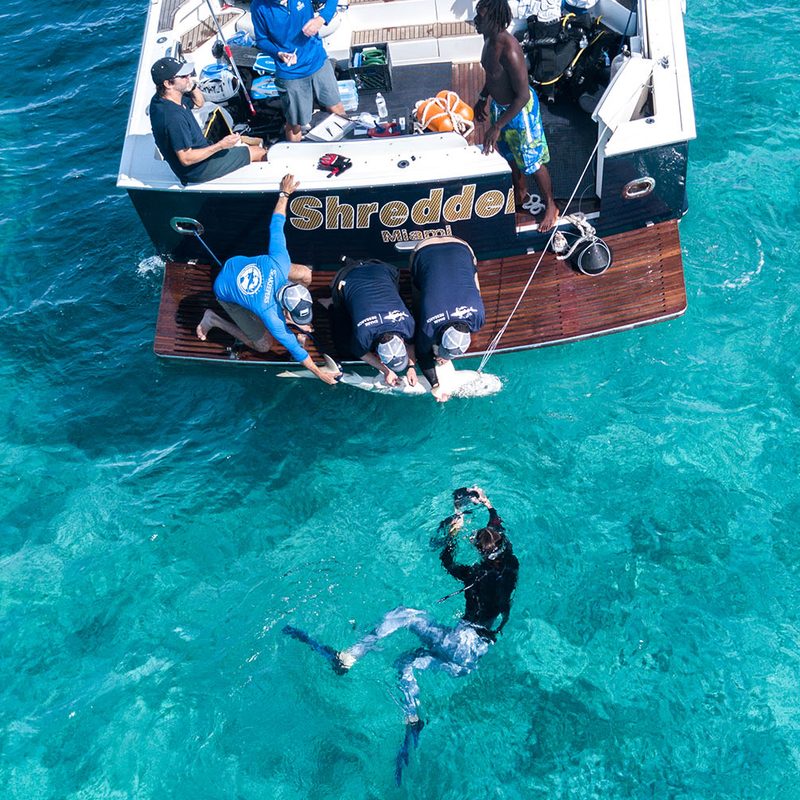 Shark Tagging Adventure