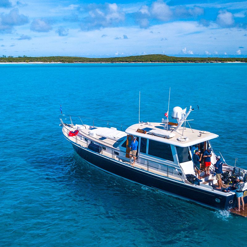 Shark Tagging Adventure
