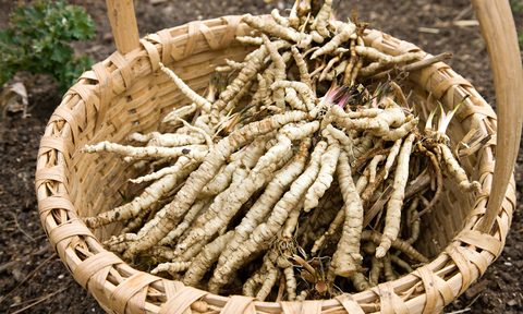 forgotten fruits vegetables heirloom heritage varieties skirret5