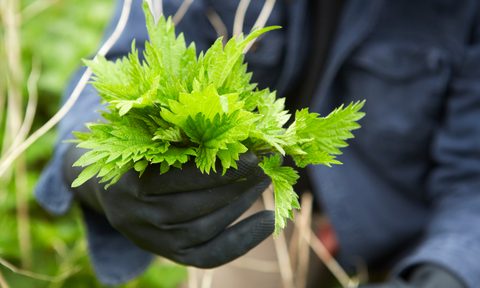 Stinging Nettles