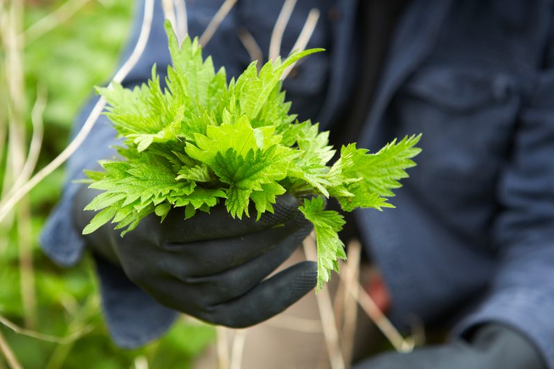 Stinging Nettles