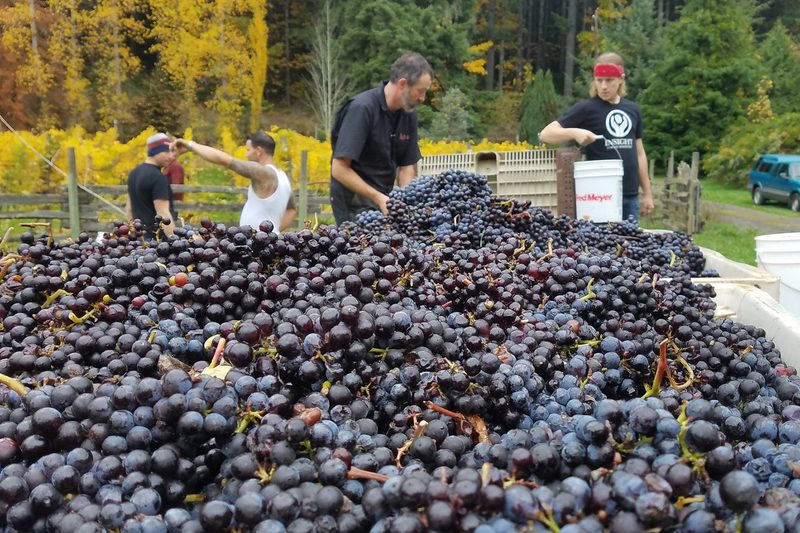teutonic wine company grapes