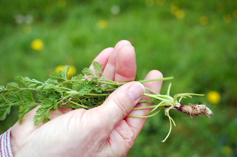 wild carrot