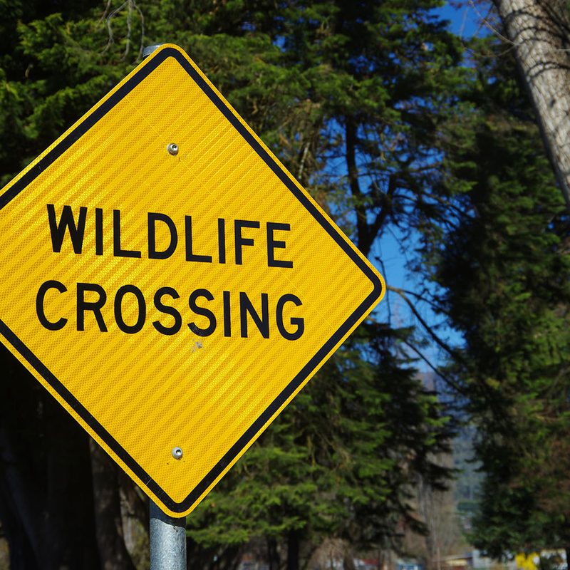 wildlife crossing sign