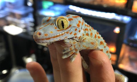 bar yatonokami reptile cafe tokyo japan japanese twitter pic