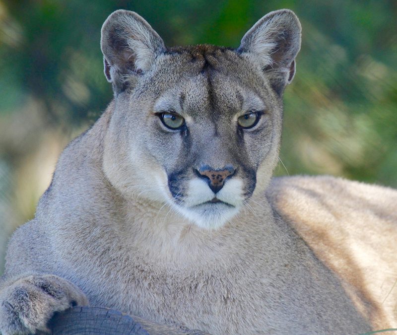 Mountain lion staring into the camera amid a blurred background.