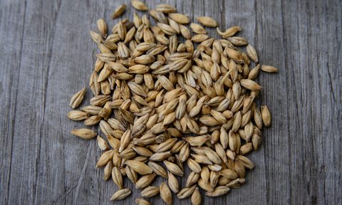 brewing malts malted barley