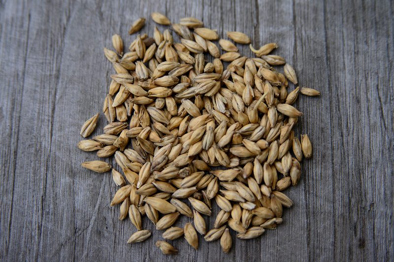 brewing malts malted barley