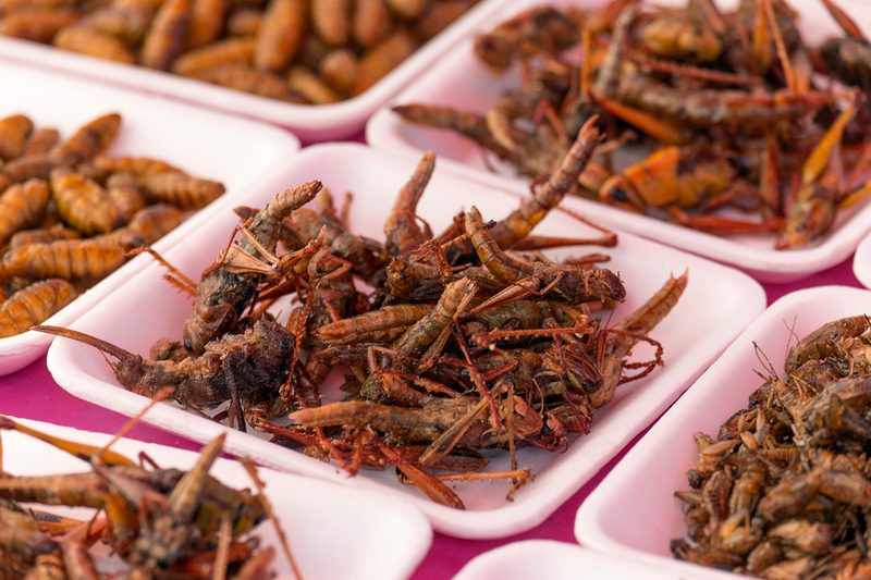 eating bugs crickets