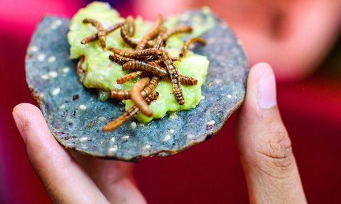 eating bugs worms tortilla