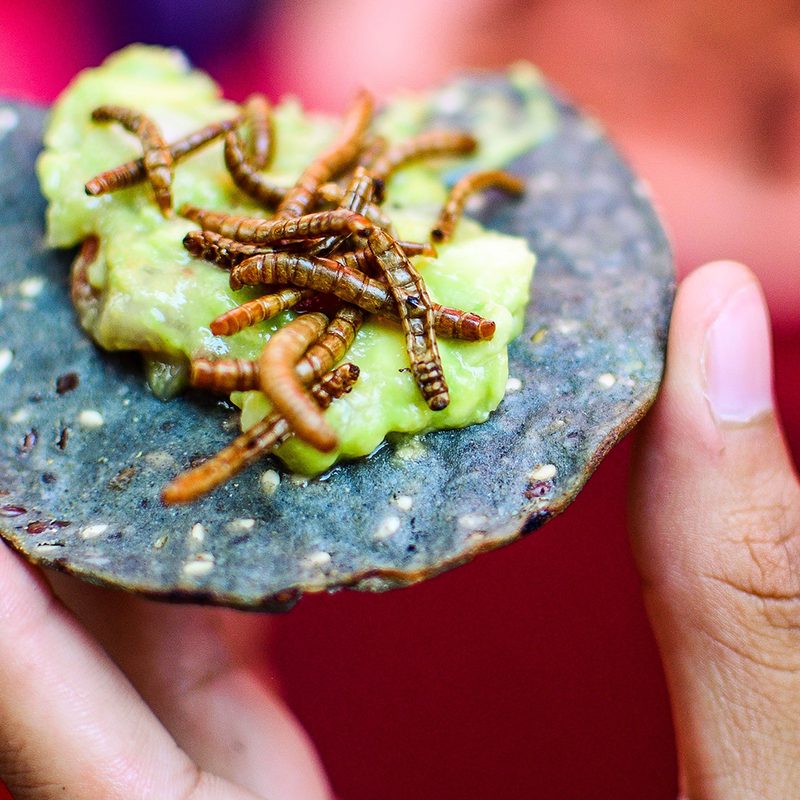 eating bugs worms tortilla
