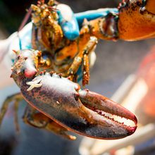 lobster