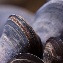 mussels