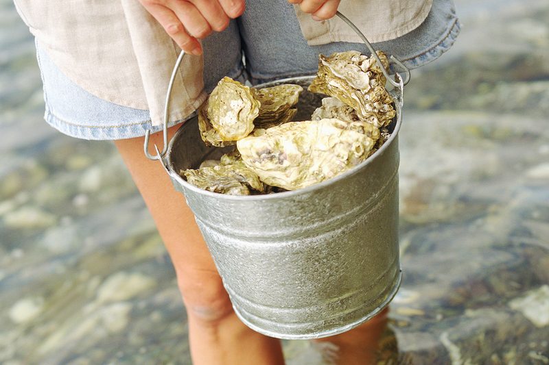 oysters bucket