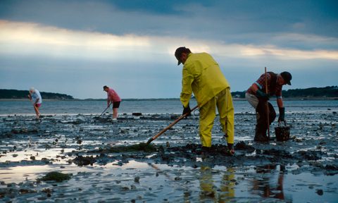 Workers harvesting shellfish in Massachusetts.