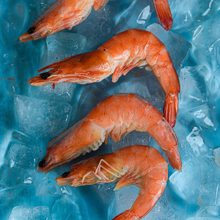 shrimp