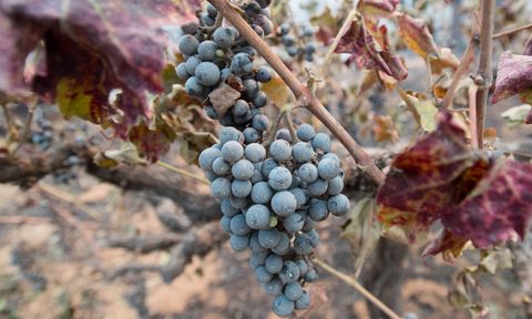 fire grapes vineyard Calistoga California