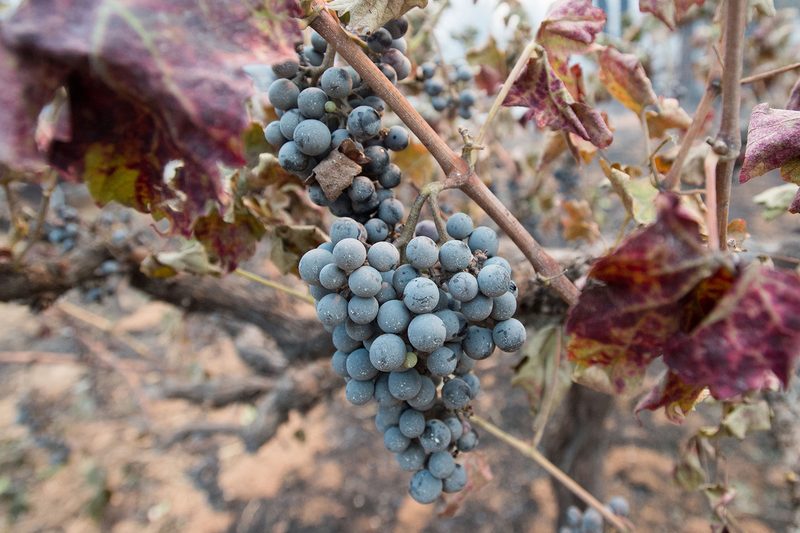 fire grapes vineyard Calistoga California