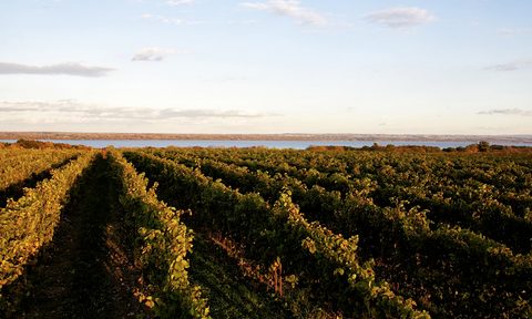 best winery estates us hermann j  wiemer vineyard