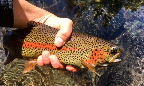 trout ale trail fly fishing craft beer us the and