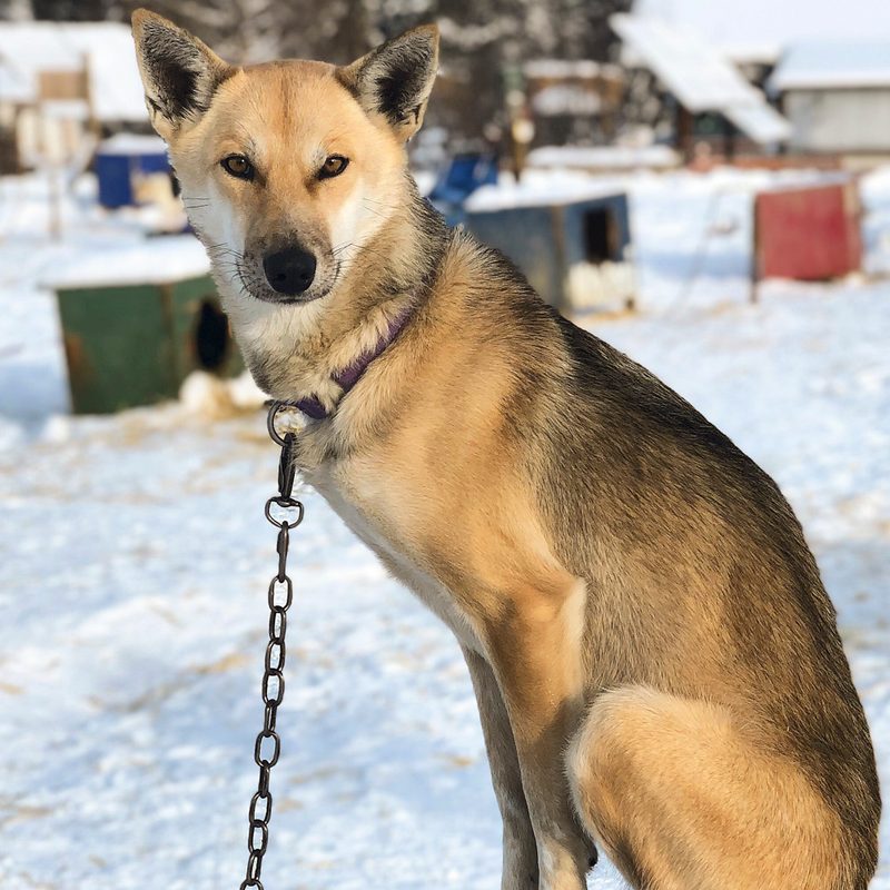 yukon canada travel guide  2019 7
