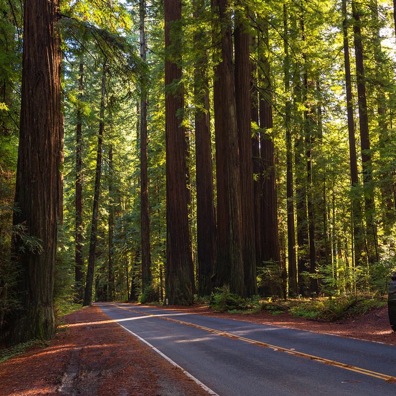 Two-lane road leading through tall evergreen trees in Redwood National Park.
