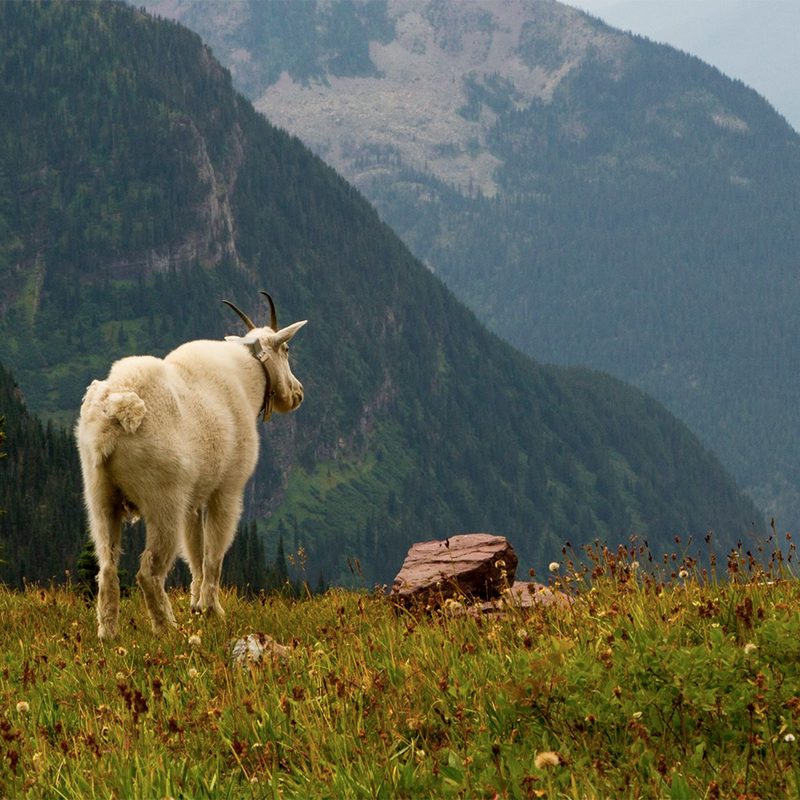 Mountain goat overlooking the mountains in Glacier National Park in Montana.