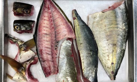 Aged fish by PABU