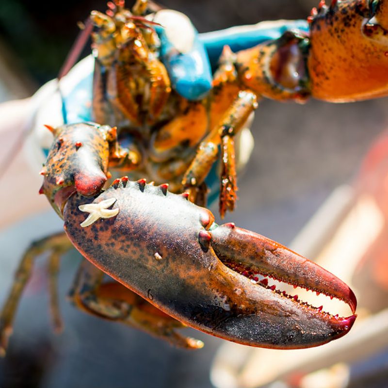 Lobster with starfish