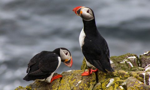 puffins iceland