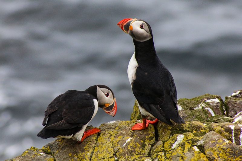 puffins iceland