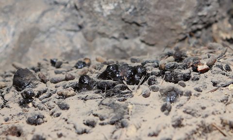 shilajit