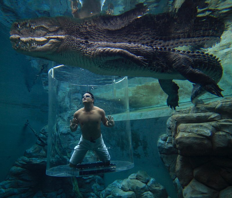 Man with a crocodile inside Australia's "Cage of Death" experience.